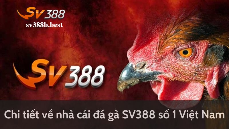 SV388 đá gà Thomo – Đấu trường đỉnh cao SV388 đá gà Thomo – Đấu trường đỉnh cao