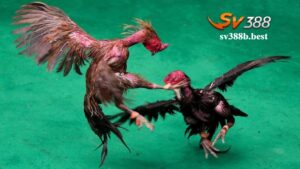 Các kèo trong cá cược đá gà đòn SV388