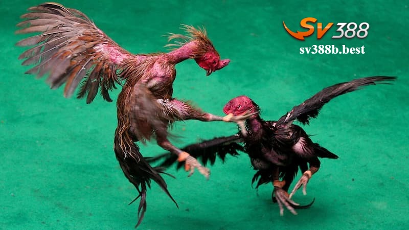 Các kèo trong cá cược đá gà đòn SV388 Các kèo trong cá cược đá gà đòn SV388