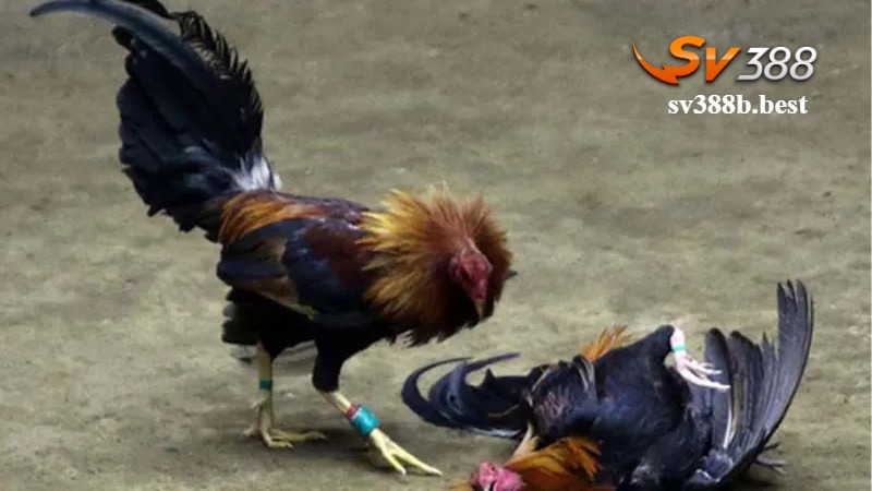 Chi tiết cách tham gia đá gà cựa dao SV388 Chi tiết cách tham gia đá gà cựa dao SV388