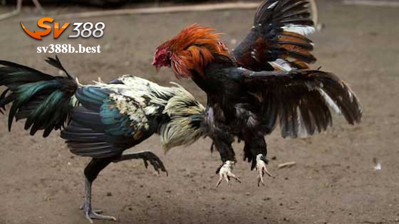 Kinh nghiệm chơi game đá gà cựa dao SV388 nhanh thắng nhất Kinh nghiệm chơi game đá gà cựa dao SV388 nhanh thắng nhất