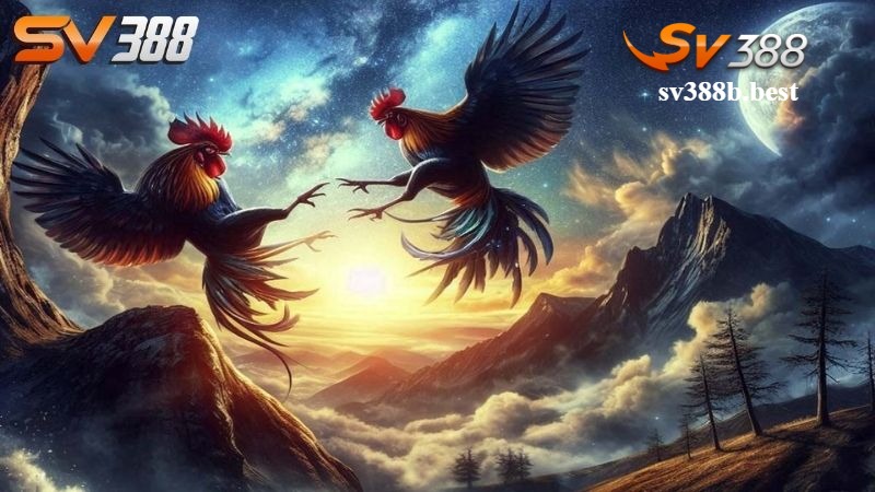 Các hình thức đá gà tại SV388 hấp dẫn không nên bỏ qua