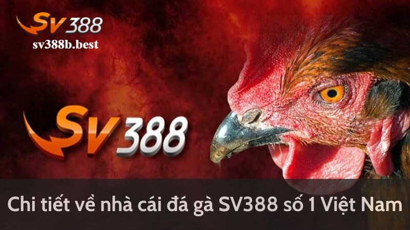 Những ưu điểm nổi bật khi tham gia đá gà SV388