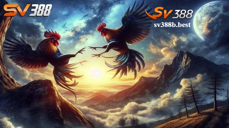 Điều kiện quan trọng để nhận khuyến mãi SV388 khi tham gia Điều kiện quan trọng để nhận khuyến mãi SV388 khi tham gia