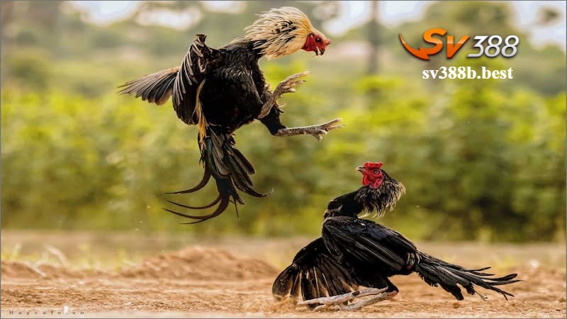 Cách để chơi SV388 Casino trực tiếp đá gà đòn thắng lớn Cách để chơi SV388 Casino trực tiếp đá gà đòn thắng lớn