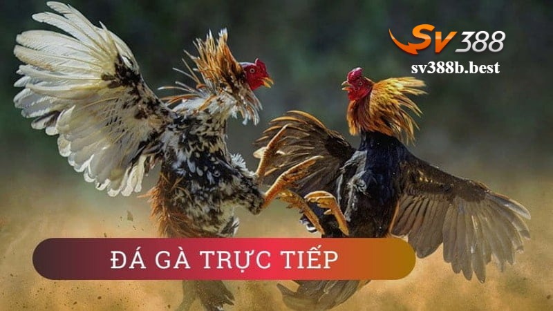 Trải nghiệm đá gà trực tiếp thomo hôm nay bình luận viên Trải nghiệm đá gà trực tiếp thomo hôm nay bình luận viên