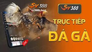 Vì sao nên chọn SV388 đá gà Thomo để trải nghiệm